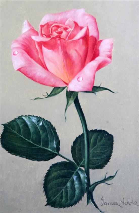 James Noble (1919-1989) Studies of roses - Debs Delight and Handel 7 x 5in.